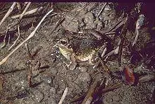 Laliostoma labrosum.jpg