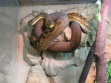 Python timoriensis Tropicario 1.JPG
