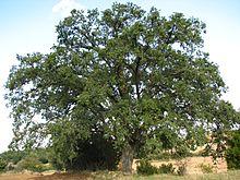 Quejigo de la Molinera.JPG