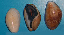 Scaphander lignarius 001.jpg