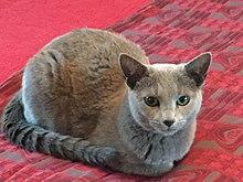Sergei, Tail Stripes.jpg