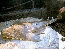 Squatina dumeril nefsc2.jpg