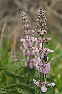 Stachys ajugoides var. rigida.jpg