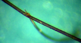 Needle through hair.jpg