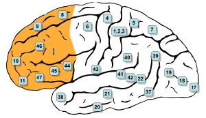 Gray726-Brodman-prefrontal.svg