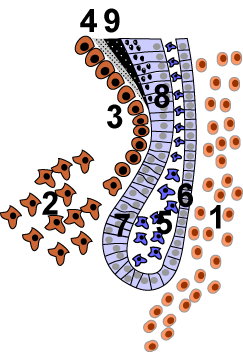 Cervical-loop.png