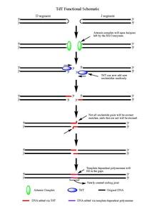 This image shows the mechanism explained in the article.