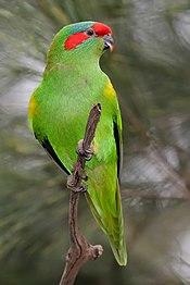 Musk Lorikeet jul08.jpg