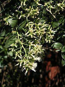 Baccharis halimifolia.jpg