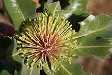 Banksia ilicifolia marchetti latebud2 email.jpg