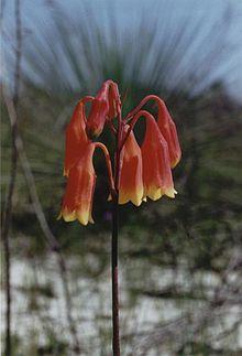 Blandfordia grandiflora - Flickr 003.jpg