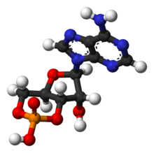 Cyclic-adenosine-monophosphate-3D-balls.png