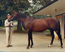 Damascus (Horse).jpg
