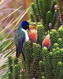 Ecuadorian Hillstar.jpg