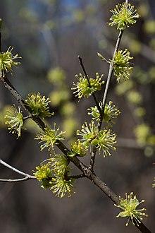 Forestiera acuminata.jpg