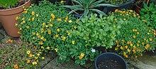 Harvey J Jackson Portulaca 2019.jpg