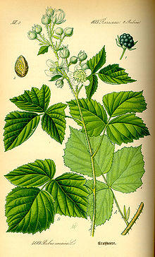 Illustration Rubus caesius0.jpg