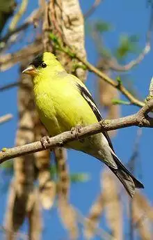 Male American Goldfinch in Lodi CA.JPG