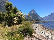 Milford Sound Mitre Peak Cabbage tree Toetoe.JPG