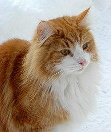 Norwegian Forest Cat in snow (closeup) (cropped).jpg