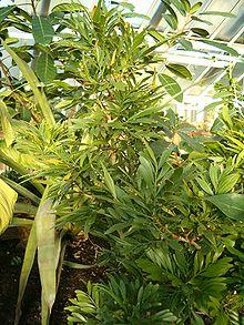 Phyllanthus arbuscula BotGardBln0906.JPG
