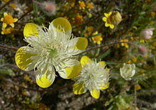 Platystemon californicus, Shell Creek Road.jpg