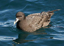 Procellaria aequinoctialis off Kaikoura.jpg