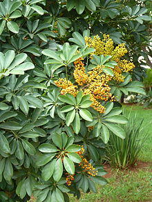 Schefflera arboricola, vrugte, a, Pretoria.jpg