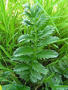 Silverweed leaf 800.jpg