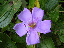 Starr 031118-0086 Melastoma septemnervium.jpg