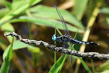 Trumpet tail (Acisoma panorpoides panorpoides) male S.jpg