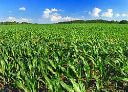 Corn growing in the township