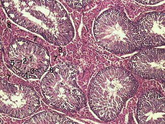 Testicle-histology-boar.jpg
