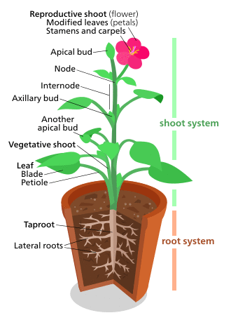 A diagram representing a "typical" eudicot.