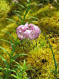 Lilium lankongense2.jpg