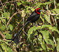 Red-collared Widowbird - Ngorongoro - Tanzania (22861670271).jpg