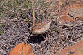 Short-tailed Grasswren (Amytornis merrotsyi).jpg