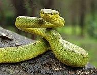 Trimeresurus gramineus cropped.jpg