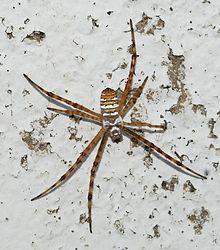 Argiope July 2012-1a.jpg