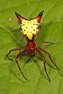Arrow-shaped Micrathena - Micrathena sagittata, Julie Metz Wetlands, Woodbridge, Virginia - 8004905359.jpg
