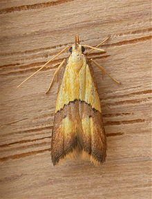 Crocanthes glycina.jpg