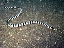 Laticauda colubrina Lembeh2.jpg