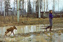 A young woman in rubber boots is walking with arms crossed through a muddy clearing in a birch wood, followed by a young moose calf running through a puddle