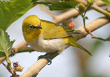 Oriental White Eye- Bhopal I IMG 0656.jpg