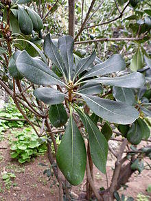 Pittosporum coriaceum kz1.JPG
