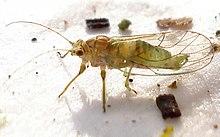 Psylla alni male.jpg