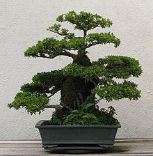 Satsuki Azalea, 1973-2007.jpg