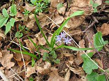 Scilla buekkensis.JPG