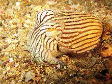 Striped pyjama squid.jpg