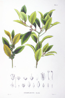 Symplocos lucida SZ24.png